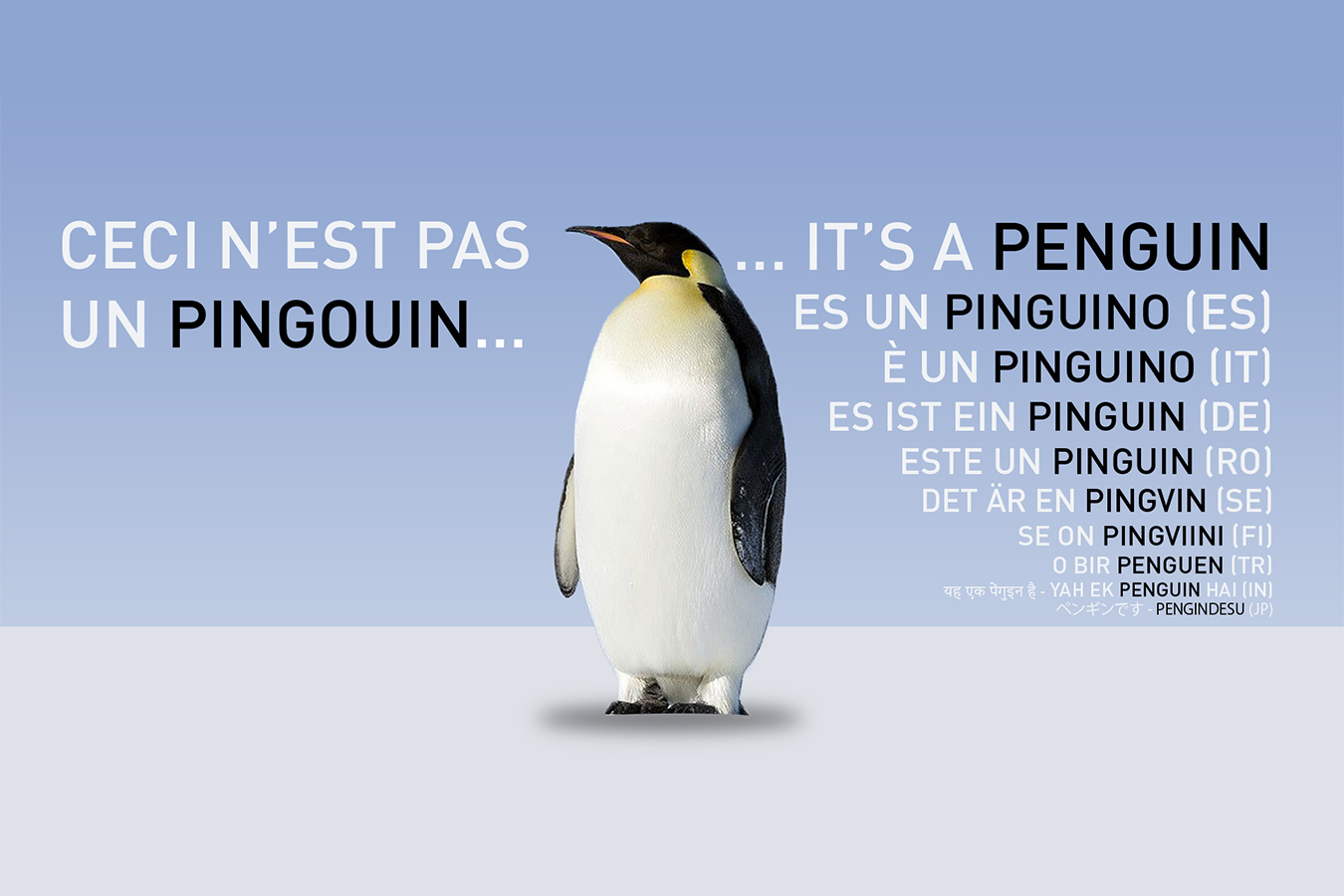 Le mot pingouin traduit en anglais.